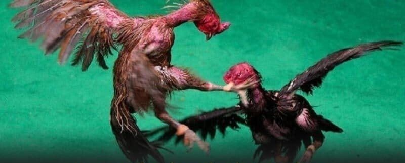 คอนเซ็ปต์การชนไก่ HIT789