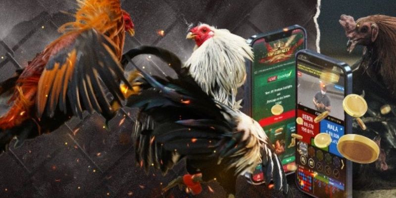 จุดเด่นของหมวดไก่ชน HIT789