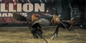 รูปแบบการชนไก่ HIT789 ที่ได้รับความนิยมมากที่สุด